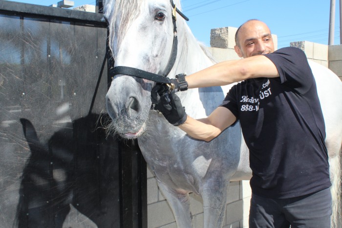 horses_medieval_times