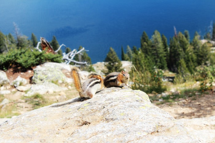 grand_teton_wild_life