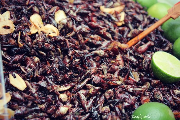 chapulines mexicanos