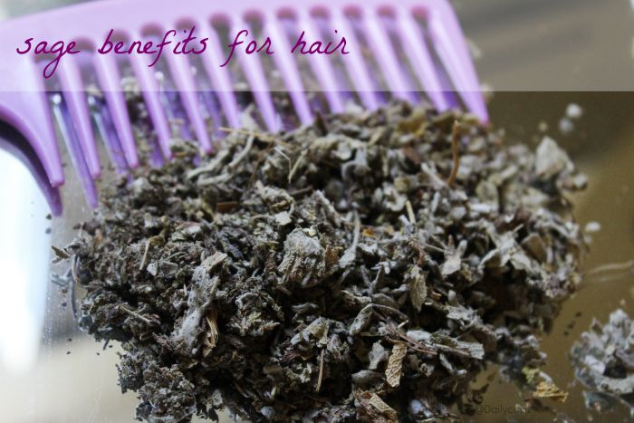 Hair Benefits Of Sage | Beneficios de la Salvia para el cabello