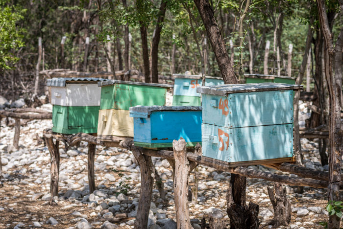 The beekeeper association is a group of 15 farmers who were looking for a way to earn extra income. World Vision gave them their first 15 hives. Now they have about 30 hives across two locations. They extract 60-70 gallons of honey each month. They sell it in markets and to wholesalers. One gallon goes for about 550 pesos (~$12). Tesoro ADP