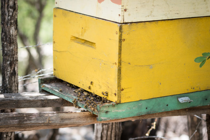 The beekeeper association is a group of 15 farmers who were looking for a way to earn extra income. World Vision gave them their first 15 hives. Now they have about 30 hives across two locations. They extract 60-70 gallons of honey each month. They sell it in markets and to wholesalers. One gallon goes for about 550 pesos (~$12). Tesoro ADP