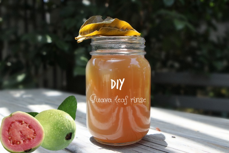 Miracle DIY Guava leaf rinse to stop hair fall