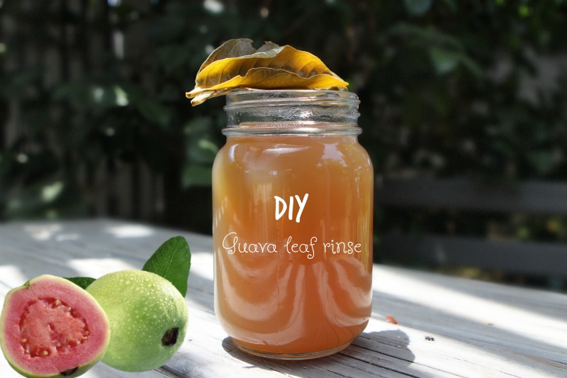 miracle DIY Guava leaf rinse to stop hair fall miracle DIY Guava leaf rinse to stop hair fall