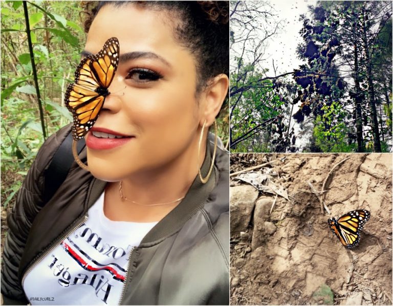 Travel with me to see the Monarch Butterfly migration-TIPS
