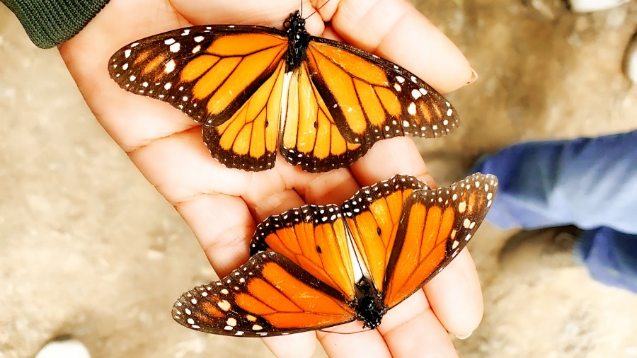 Visita a las mariposas monarcas en Mexico -TIPS